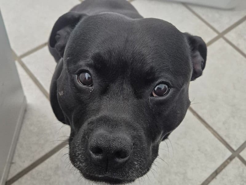 Staffordshire Bull Terrier 3 years 6 months old male large named Fred for breeding in Sunshine Coast Regional, Queensland | Petmeetly