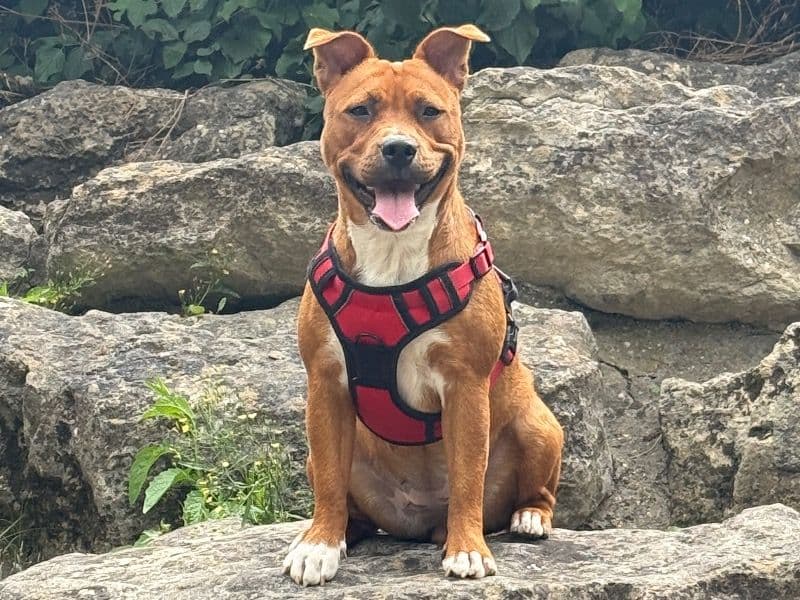 Staffordshire Bull Terrier 1 year 3 months old female medium named Trixie for breeding in Kent, England | Petmeetly