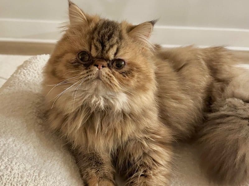 Persian 3 years 8 months old female named Rolex for breeding in Philadelphia County, Pennsylvania | Petmeetly