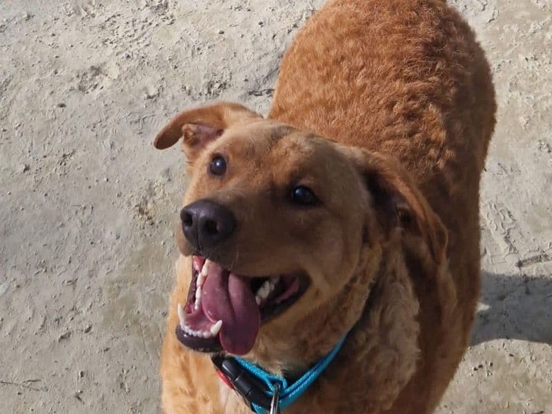 Redbone Coonhound 2 years 4 months old male large named Roger for sale in California | Petmeetly