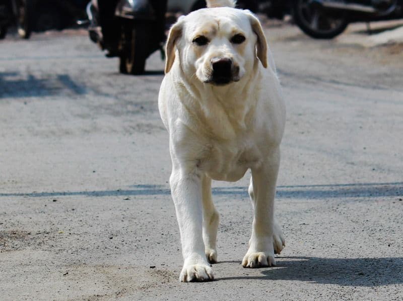 Labrador Retriever 4 years 11 months old male medium named Lucky for breeding | Petmeetly
