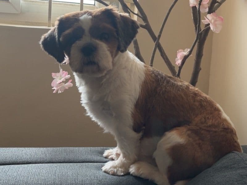 Shih Tzu 1 year 4 months old female medium named Season for breeding in Bangalore Division, Karnataka | Petmeetly