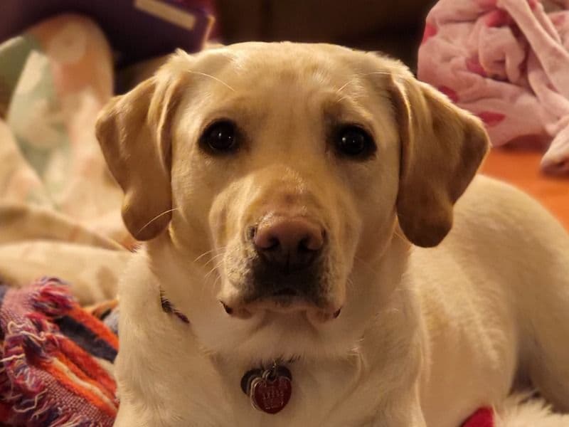 Labrador Retriever 5 years 4 months old female medium named Kona for breeding in DeKalb County, Illinois | Petmeetly