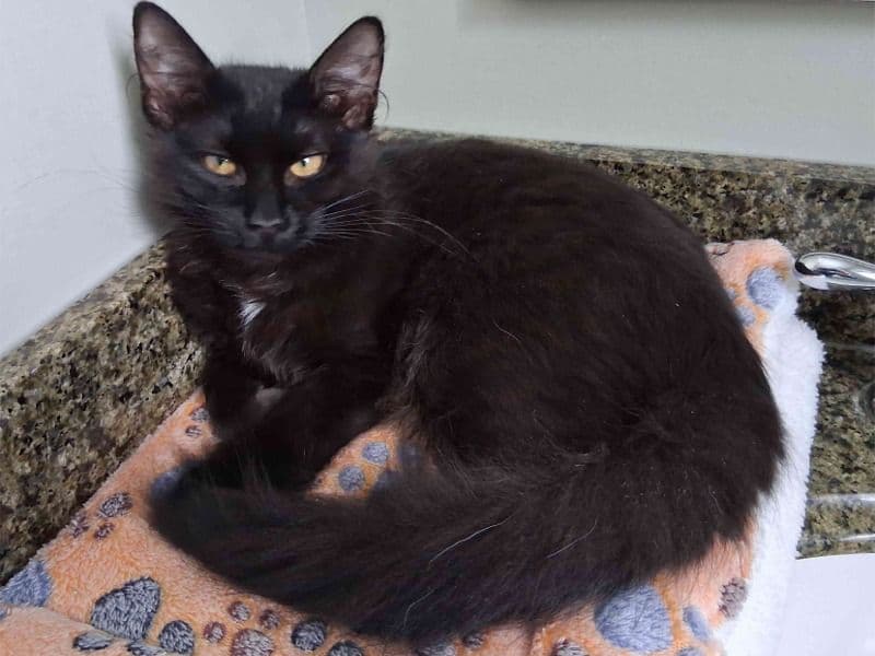 Maine Coon 5 months old female named Angie for sale in Bucks County, Pennsylvania | Petmeetly