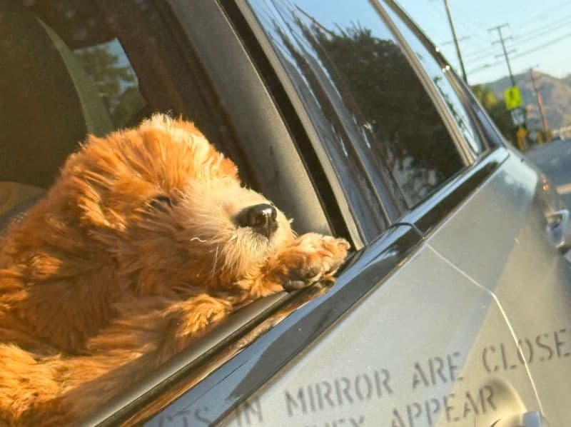 Cavapoo (Cavadoodle) 5 months old female medium named Tori for breeding in Orange County, California | Petmeetly