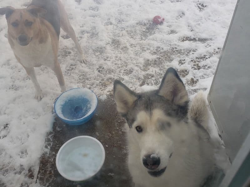 Siberian Husky 7 years old female large named Zoey for sale in Maricopa County, Arizona | Petmeetly