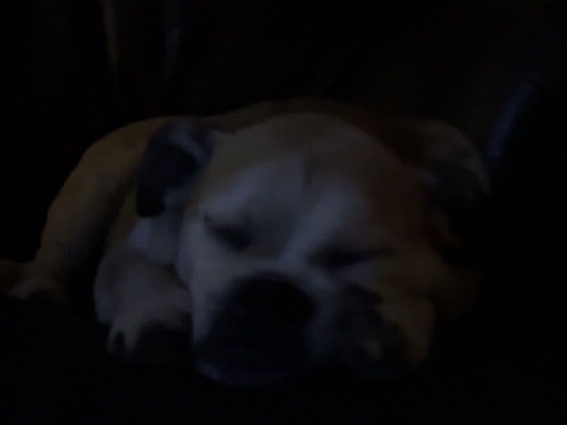 Beagle 13 years 6 months old female medium named Zoey for breeding in New York, New York | Petmeetly