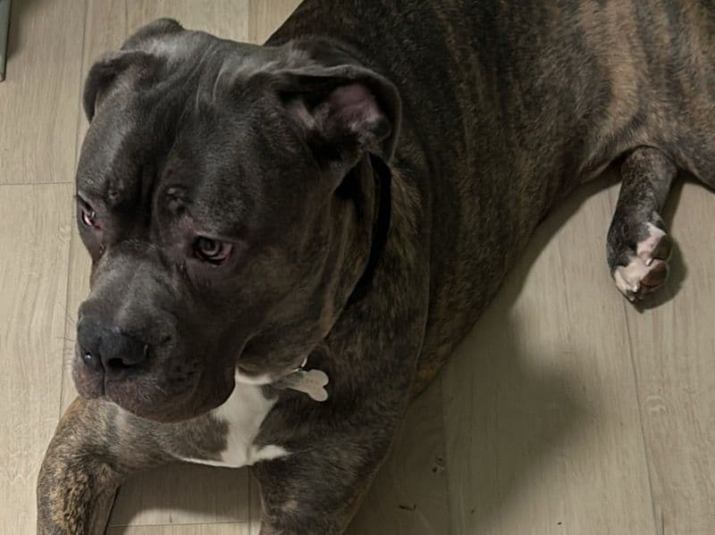 Cane Corso 2 years old male extra large named Dior for breeding in Kings County, New York | Petmeetly