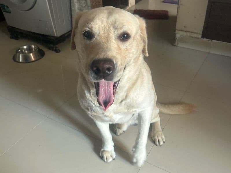Labrador Retriever 5 years 2 months old male large named Oscar for breeding in Konkan Division, Maharashtra | Petmeetly
