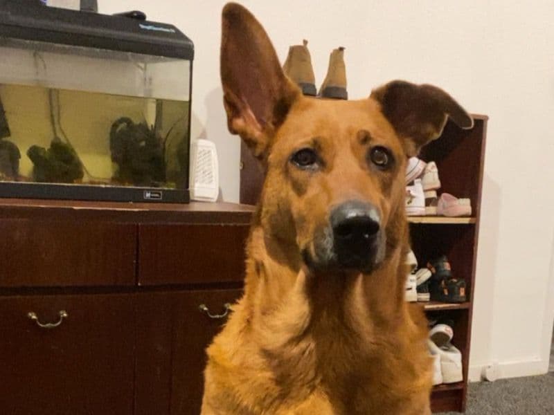 Dutch Shepherd 5 years 3 months old female large named Dutch for breeding in Derby, England | Petmeetly