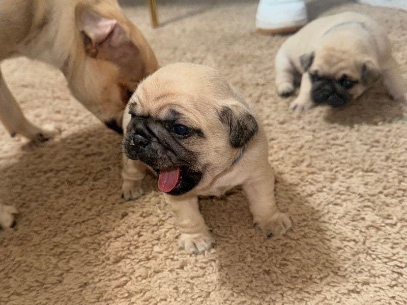 Pug 1 month old male small named Pug Puppies for sale in Hampden County, Massachusetts | Petmeetly
