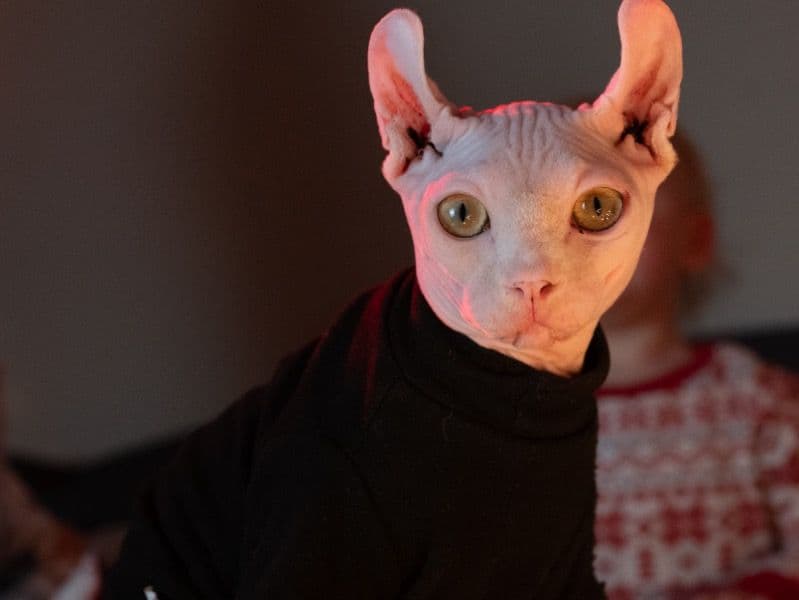 Sphynx 1 year old male named Leo for breeding in Sacramento County, California | Petmeetly