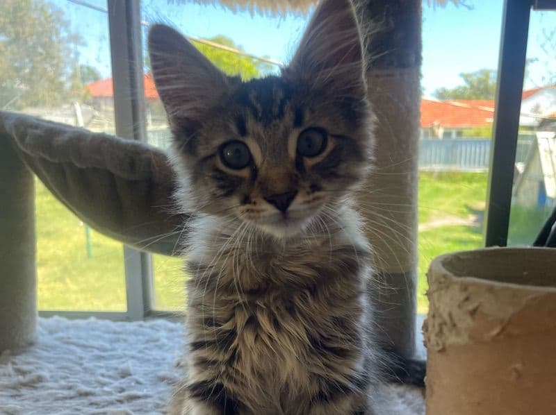 Tabby 3 months old male named Ziggy for sale in New South Wales | Petmeetly