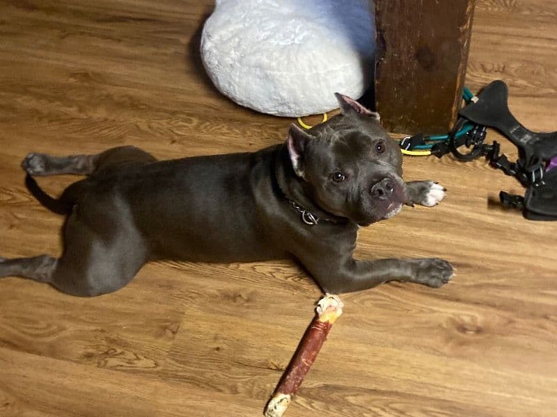 American Bully 4 years 3 months old male small named Knight for breeding in Albany County, New York | Petmeetly