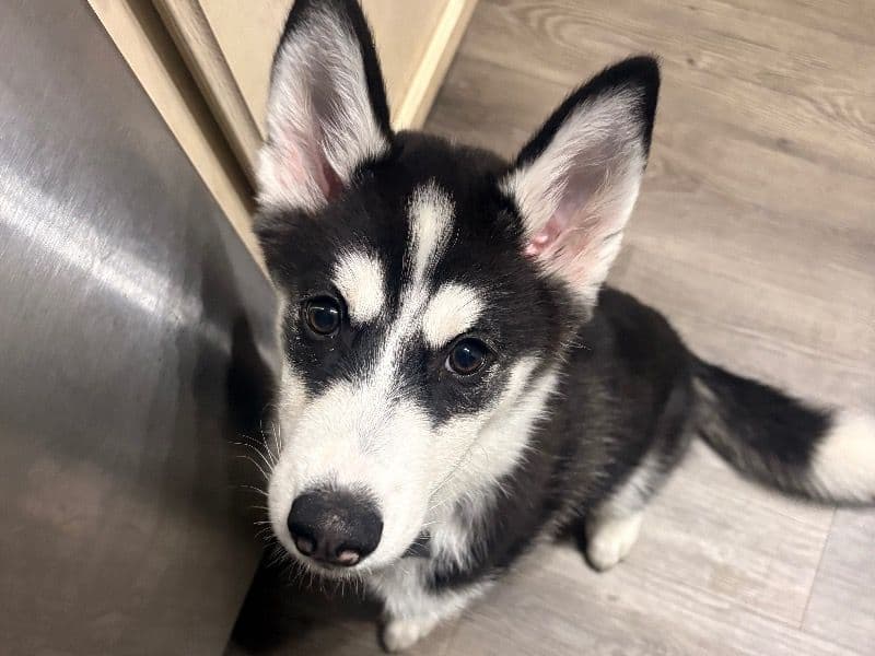 Zeus - Siberian Husky | Petmeetly