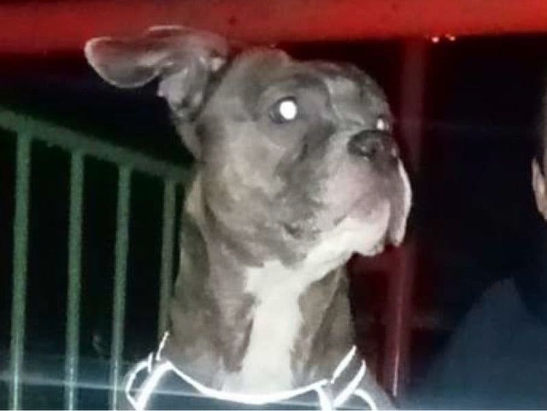 Staffordshire Bull Terrier 3 years 1 month old female medium named Skye for breeding in Merseyside, England | Petmeetly