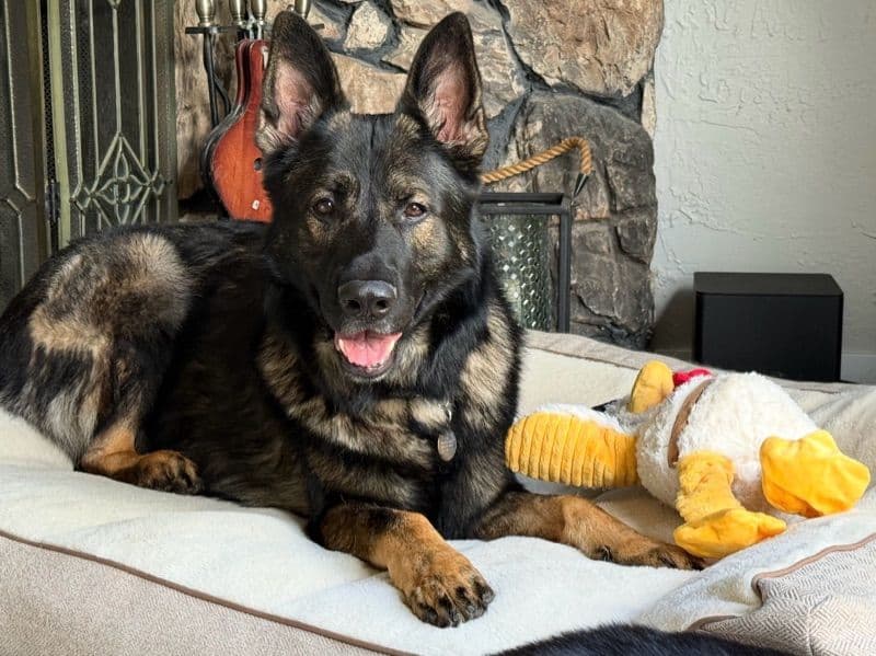 Czech German shepherd 4 years 1 month old male large named Finn for breeding in Santa Clara County, California | Petmeetly
