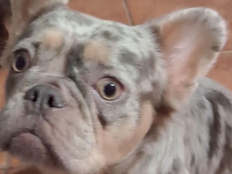 French Bulldog 3 years old female small named Nala for sale in Palm Beach County, Florida | Petmeetly