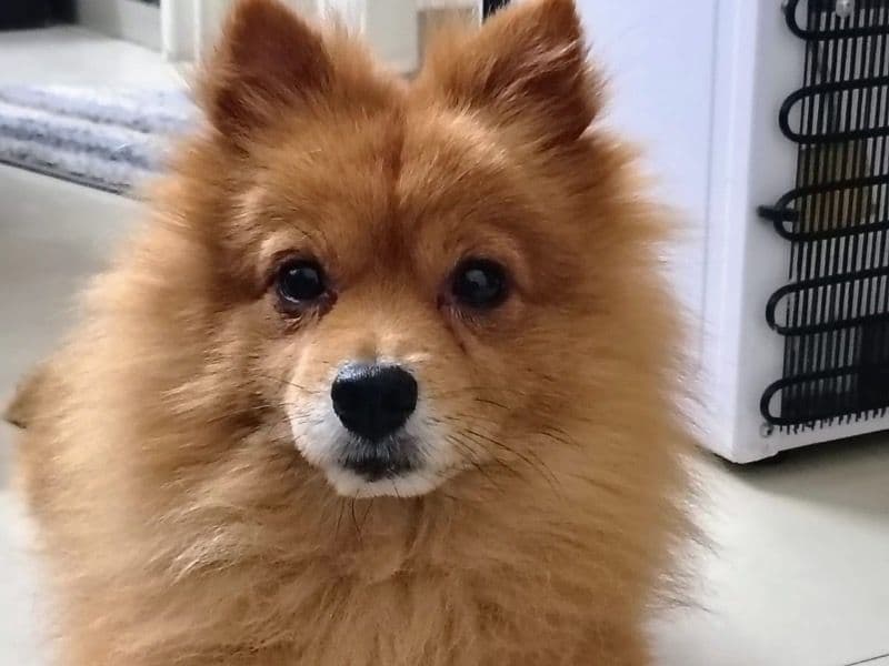 Pomapoo 5 years 6 months old male small named Tuffy for breeding in Delhi Division, Delhi | Petmeetly