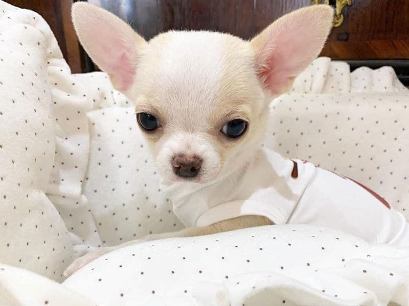 Laura - Chihuahua | Petmeetly