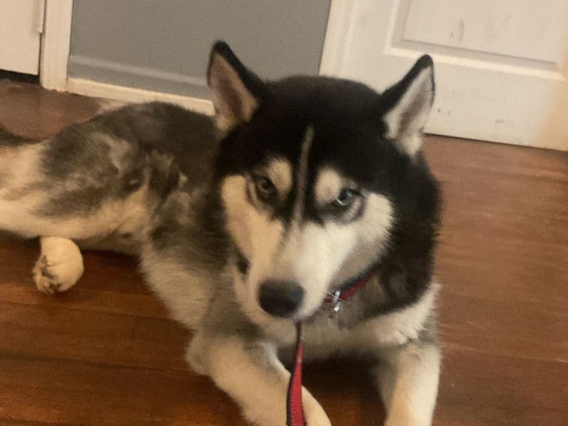 Siberian Husky 3 years 5 months old male large named Ace for breeding in Newton County, Georgia | Petmeetly