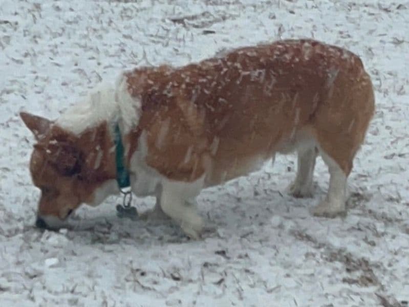 Corgi 2 years 10 months old male medium named Teddy for breeding in Decatur County, Georgia | Petmeetly