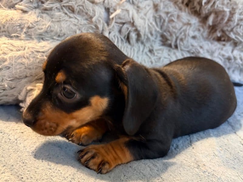 Willie - Dachshund | Petmeetly
