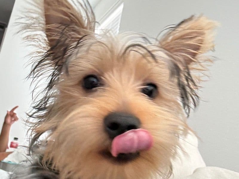 Teacup Yorkshire Terrier 1 year 3 months old male small named Melo for breeding in Tarrant County, Texas | Petmeetly