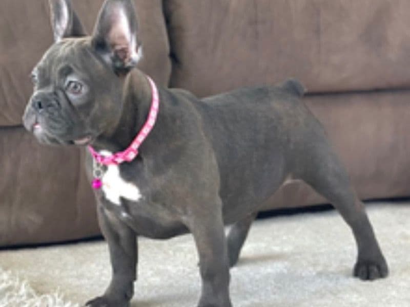 French Bulldog 5 months old female medium named Angie for sale in Pennsylvania | Petmeetly