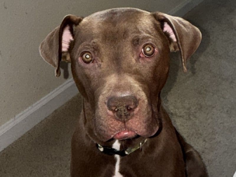 Labrador Retriever 9 months old male medium named Saint for sale in Duval County, Florida | Petmeetly