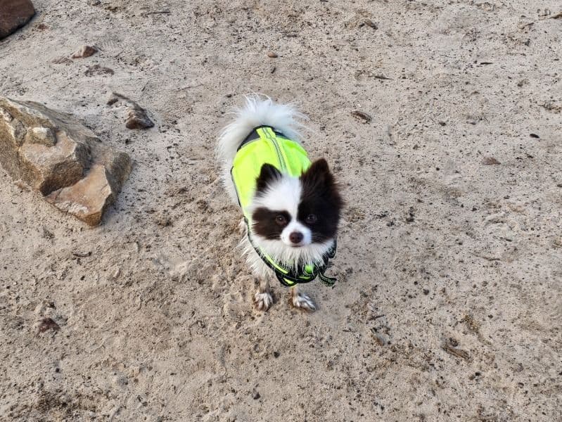 Pomeranian 2 years 7 months old female small named Lola for breeding in Maricopa County, Arizona | Petmeetly