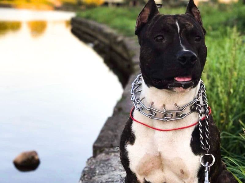 American Staffordshire Terrier 9 years 4 months old male medium named Ost for breeding in Broward County, Florida | Petmeetly