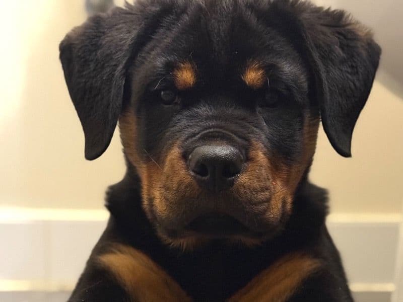 Murder primary photo