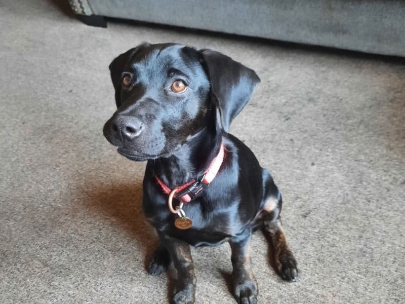 Charlie primary photo