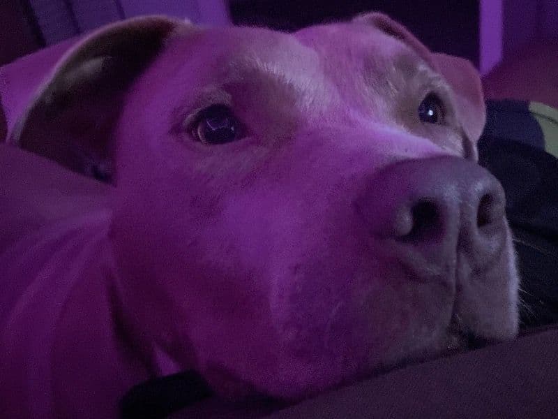 American Staffordshire Terrier 2 years 3 months old male medium named Big Boy for sale in Orleans Parish, Louisiana | Petmeetly