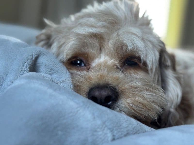 Cockapoo 3 years 3 months old female medium named Myska for breeding in DuPage County, Illinois | Petmeetly