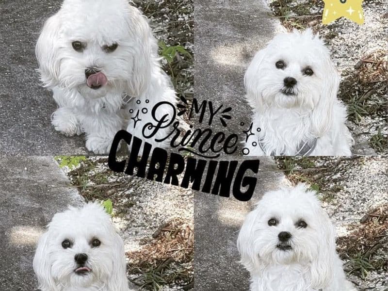 Maltese 3 years 11 months old male medium named Gizmo for breeding in Miami-Dade County, Florida | Petmeetly