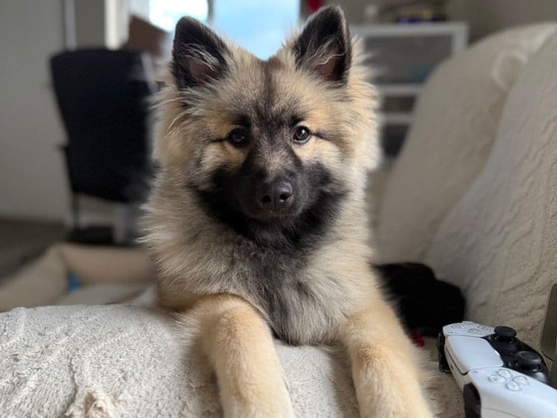 Keeshond 1 year 2 months old male medium named Atlas for breeding in Lambton County, Ontario | Petmeetly