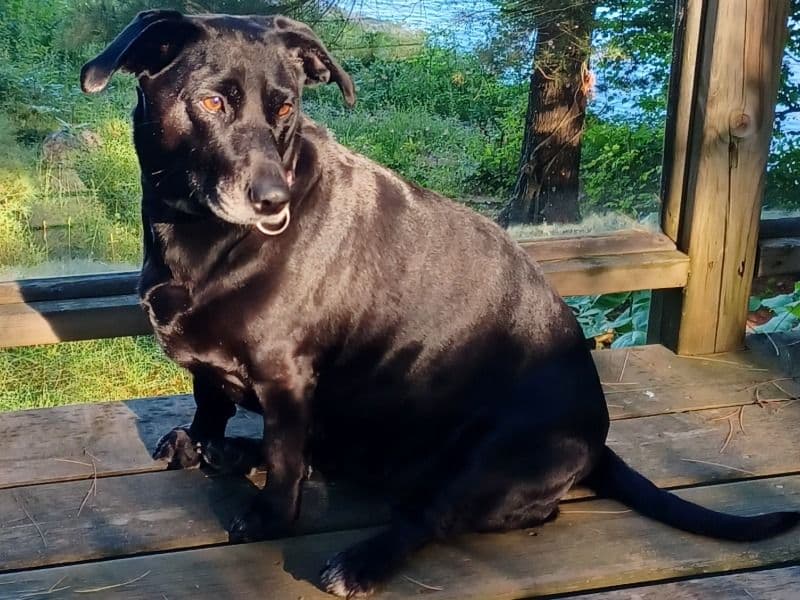 Dachsador 4 years 10 months old female medium named Maddy for breeding in Regional Municipality of Halton, Ontario | Petmeetly