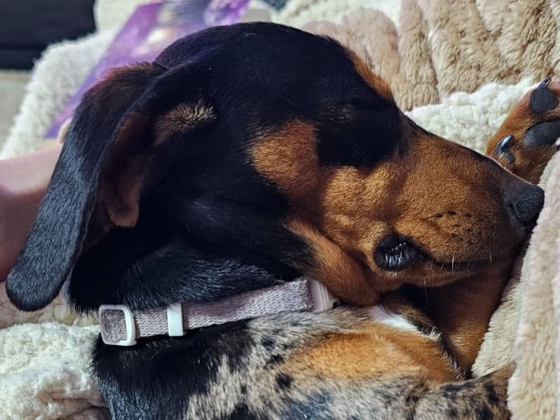 Miniature Dachshund 1 year 6 months old female small named Maisy for breeding in Lithgow City Council, New South Wales | Petmeetly