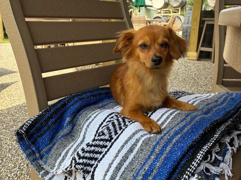 Dachshund 4 years 5 months old female small named Sable for breeding in Washtenaw County, Michigan | Petmeetly