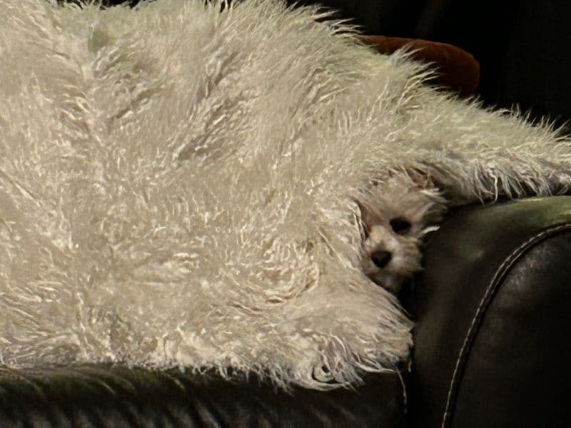 Maltipoo 2 years 1 month old female small named Kymber for breeding in Kerr County, Texas | Petmeetly