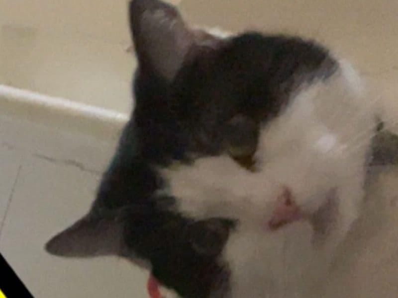 Tabby 5 years 6 months old female named Fifi for breeding in Greater London, England | Petmeetly