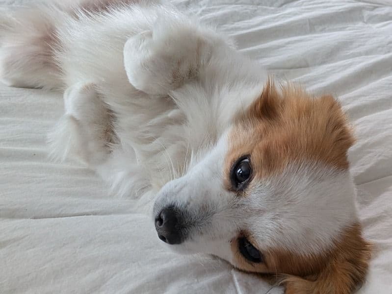 Papillon 7 years old male small named Johnny for breeding in Harris County, Texas | Petmeetly