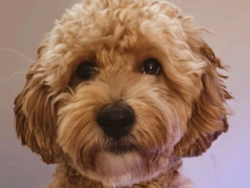 Mini Golden Doodle 1 year 9 months old male medium named Bear for breeding in Guilford County, North Carolina | Petmeetly