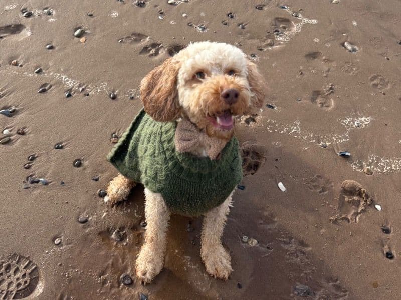 Cockapoo 4 years 8 months old male medium named Reggie for breeding in Devon, England | Petmeetly