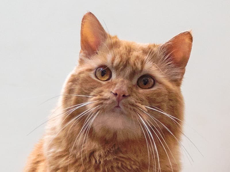 Persian 1 year 4 months old male named Leo for breeding in Bangalore Division, Karnataka | Petmeetly