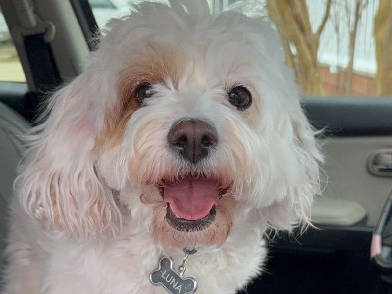 Cavapoo (Cavadoodle) 4 years 2 months old female small named Luna for breeding in Wake County, North Carolina | Petmeetly