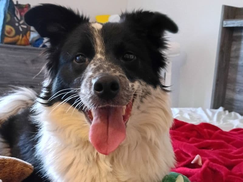 Border Aussie 1 year 3 months old female medium named Hollie for adoption in Whiteside County, Illinois | Petmeetly
