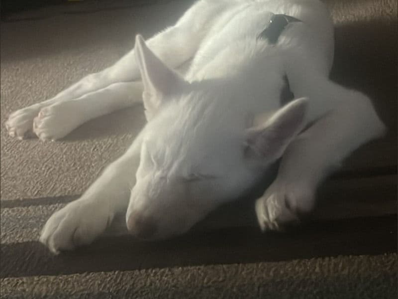 Siberian Husky 1 year old female medium named Rose for sale in Riverside County, California | Petmeetly